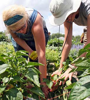 Students working on UGA's organic demonstration farm in summer 2012.